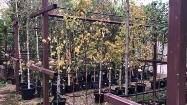 Bitkilerin fidanlığında sonbahar ağaçlarının ve çalıların satışı