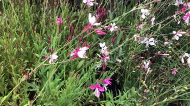 Bitkilerin fidanlığında sonbahar ağaçlarının ve çalıların satışı