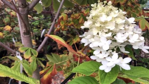 植物園での木や低木の秋の販売 — ストック動画