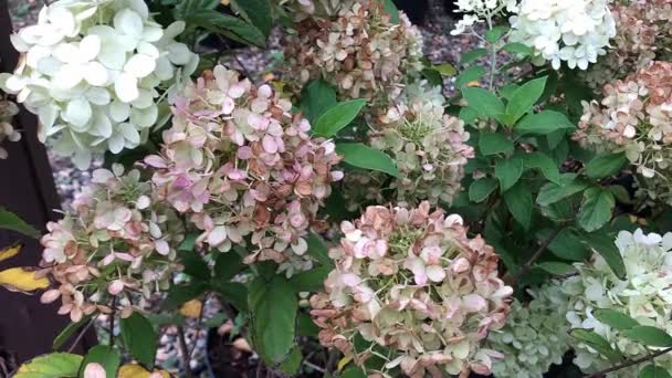 Venta otoñal de árboles y arbustos en el vivero — Vídeos de Stock