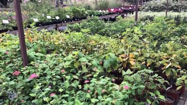 Bitkilerin fidanlığında sonbahar ağaçlarının ve çalıların satışı — Stok video