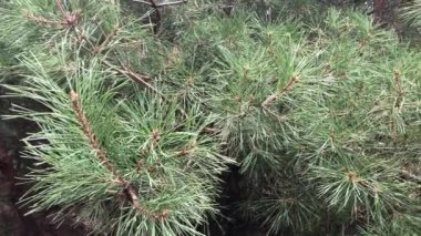 Spruce Ormanı. Köknar ormanındaki orman manzarası