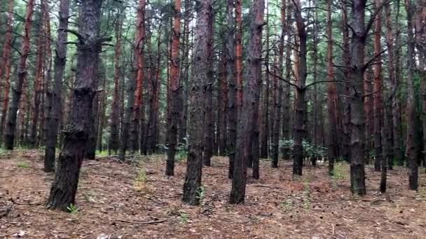 Las świerkowy. Krajobraz leśny w lesie jodłowym — Wideo stockowe