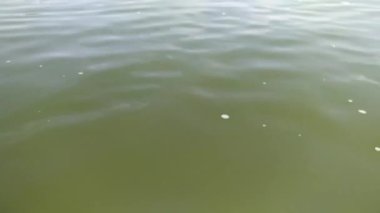 Nehrin yeşilimsi suyu. Yazın sonunda, nehirdeki su yosunlarla doluyor..