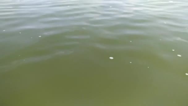 L'eau verdâtre de la rivière. À la fin de l'été, l'eau de la rivière fleurit avec les algues. — Video