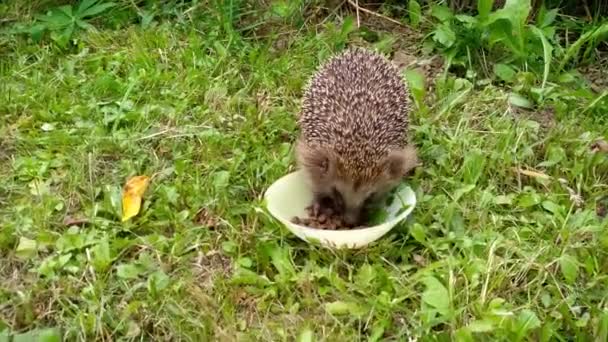 Riccio nel giardino autunnale mangiare cibo per gatti da un pasto ciotola — Video Stock