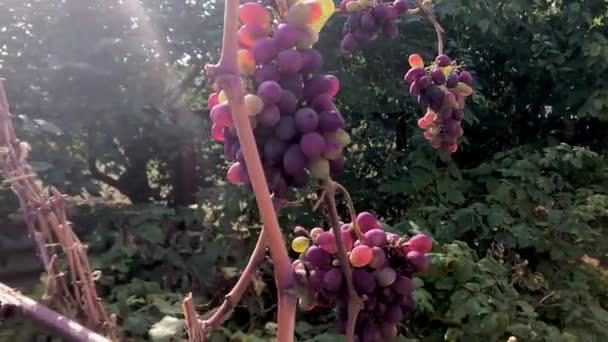 Racimos de uvas maduras al sol en el jardín — Vídeo de stock