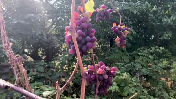 Gromady dojrzałych winogron w słońcu w ogrodzie — Wideo stockowe