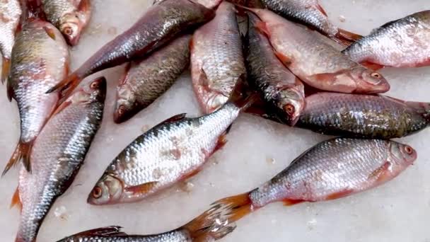 Pescado fresco en el mercado de los agricultores — Vídeos de Stock