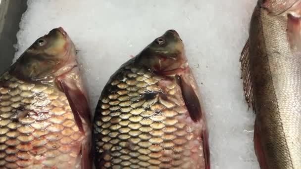 Pescado fresco en el mercado de los agricultores — Vídeo de stock