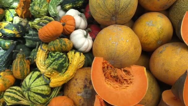 Calabazas en el mostrador del mercado de agricultores de otoño — Vídeos de Stock