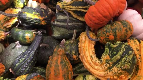 Tökfélék az őszi termelői piac pulton — Stock videók