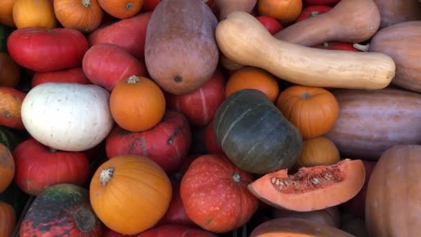Citrouilles sur le comptoir du marché des agriculteurs d'automne — Video