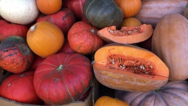 Abóboras no balcão do mercado de agricultores de outono — Vídeo de Stock