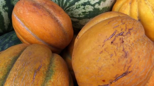 Melons et pastèques au marché fermier — Video