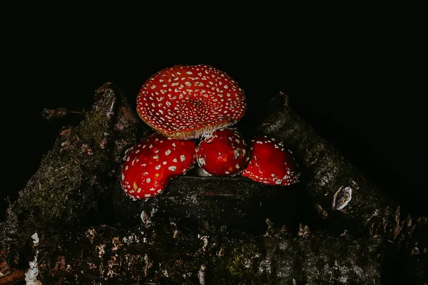 Amanita apanha cogumelos em um pote entre logs com musgo em um contexto sombrio escuro. Conceito de Halloween. Ingrediente de Poção de Bruxas — Fotografia de Stock
