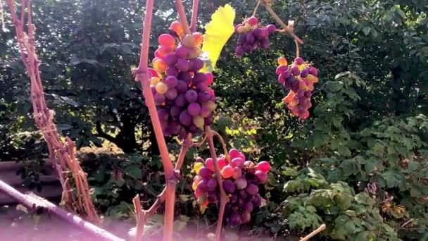Clusters de uvas maduras ao sol no jardim — Vídeo de Stock