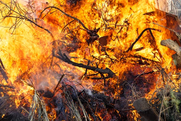 Arbustos forestales en llamas Imagen de stock