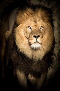Uyarı aslan balefully kameraya bakıyor