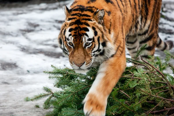 suyu açık havada yürüyüş tiger