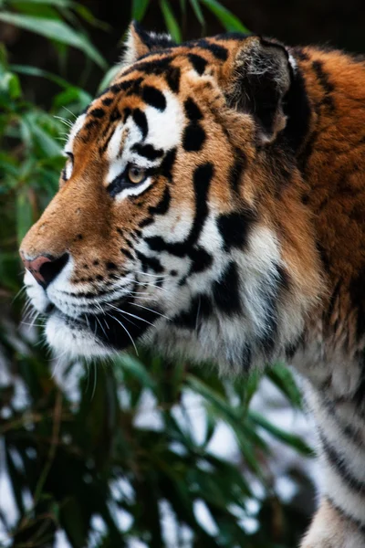 Tiger profili baş portre