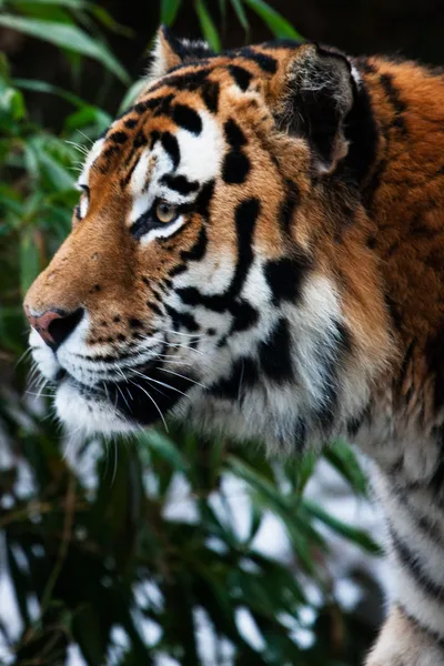 Retrato de cabeza de perfil de tigre Imágenes de stock libres de derechos