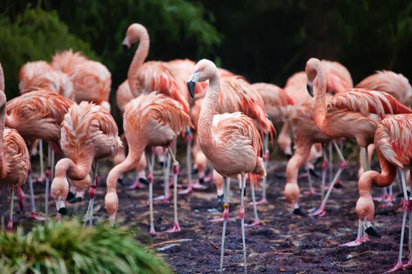 göle yiyecek arama pembe flamingolar sürü