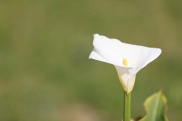 tek beyaz arum lily