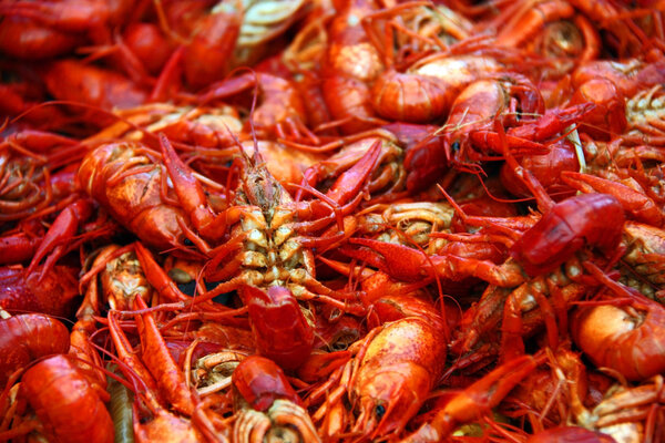 Boiled crawfish prepared for a Louisiana party.