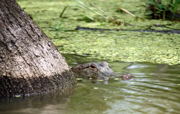 Alligator achter boom
