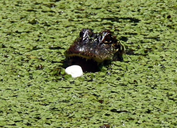 Alligator äta marshmallow — Stockfoto