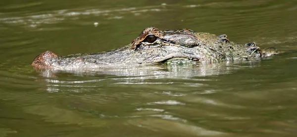 Alligator — Stockfoto