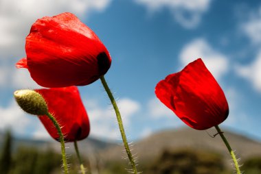 Üç bir kalabalık olduğunu.