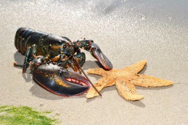 Live Lobster with a Starfish on the Beach clipart