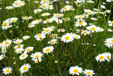 daisys yabani alan