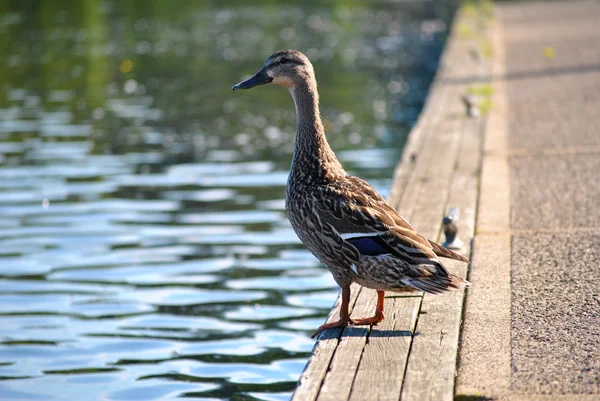 Ahşap bir tekne üzerinde duran ördek dock — Stok fotoğraf