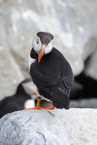 Profilowanie puffin — Zdjęcie stockowe