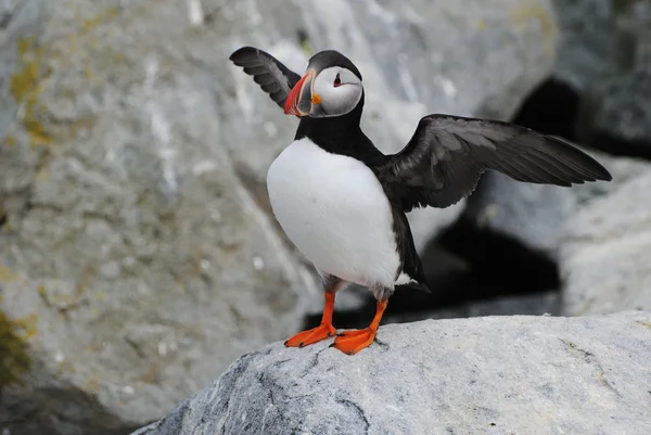 Un oiseau macareux étendant ses ailes — Photo