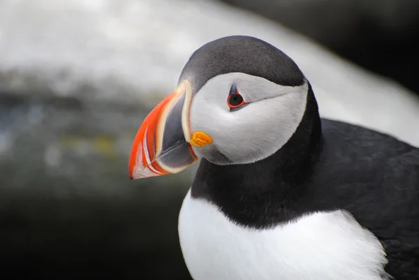 Närbild av en puffin fågel — Stockfoto