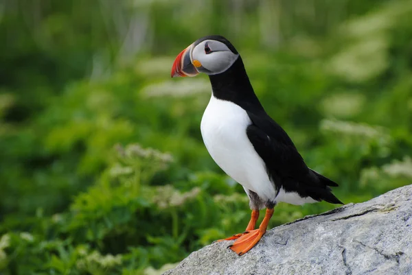 A Single Puffin Standing on a Rock — Stock Photo, Image