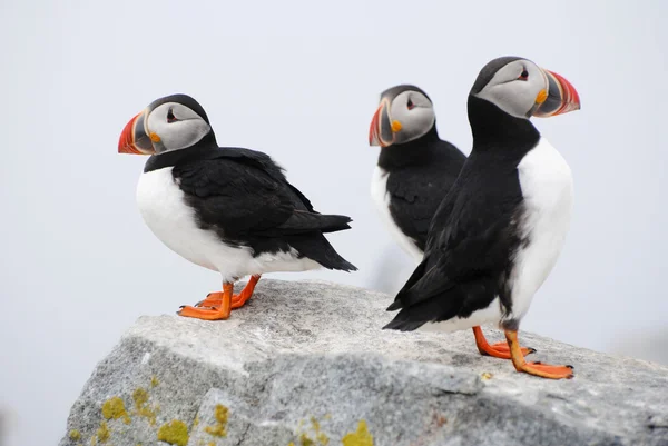 Tre lunnefåglar stående på en klippig avsats — Stockfoto
