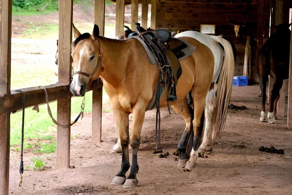 Cavallo in stalla — Foto Stock