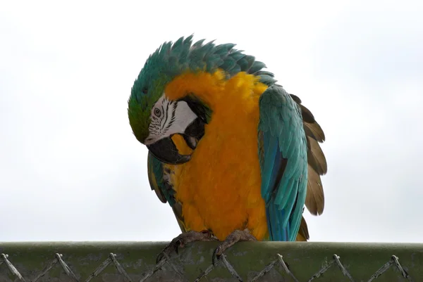 Colorful Parrot — Stock Photo, Image