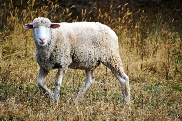 Weiße Schafe beim Wandern — Stockfoto