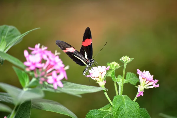 ピンクの花の上の黒い蝶 — ストック写真