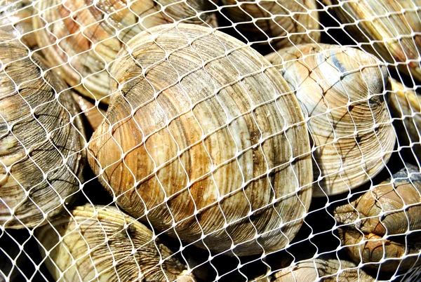 Bagged Fresh Clams — Stock Photo, Image