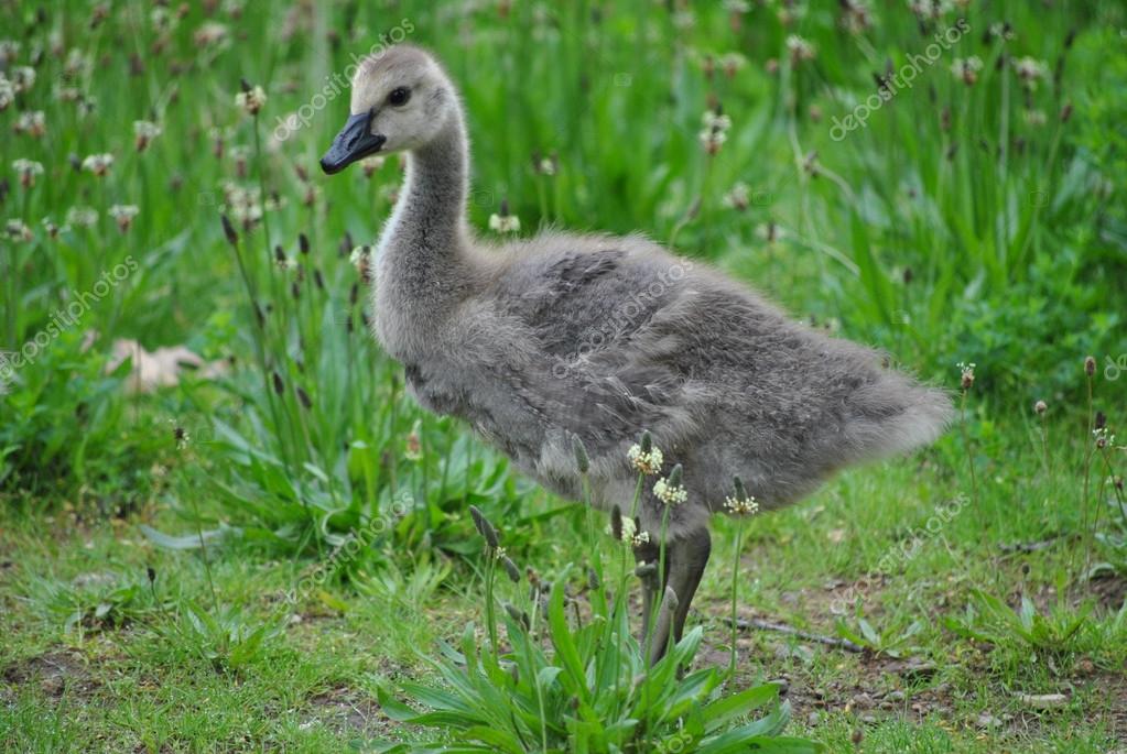 Canada Goose Bebé Canada Goose Bebé