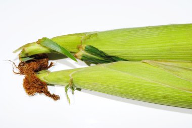 iki soyulmamış mısır koçanı üzerinde