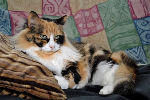 Прокладка плямистий кіт — стокове фото
