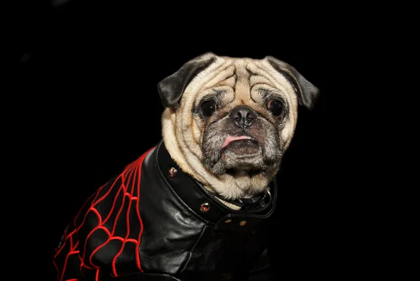 Pug Chien sur Noir — Photo